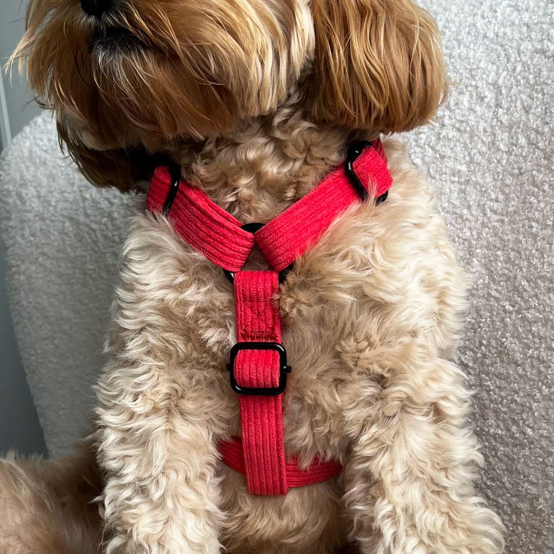 H style dog sales harness