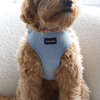 Spinnaker Blue Harness